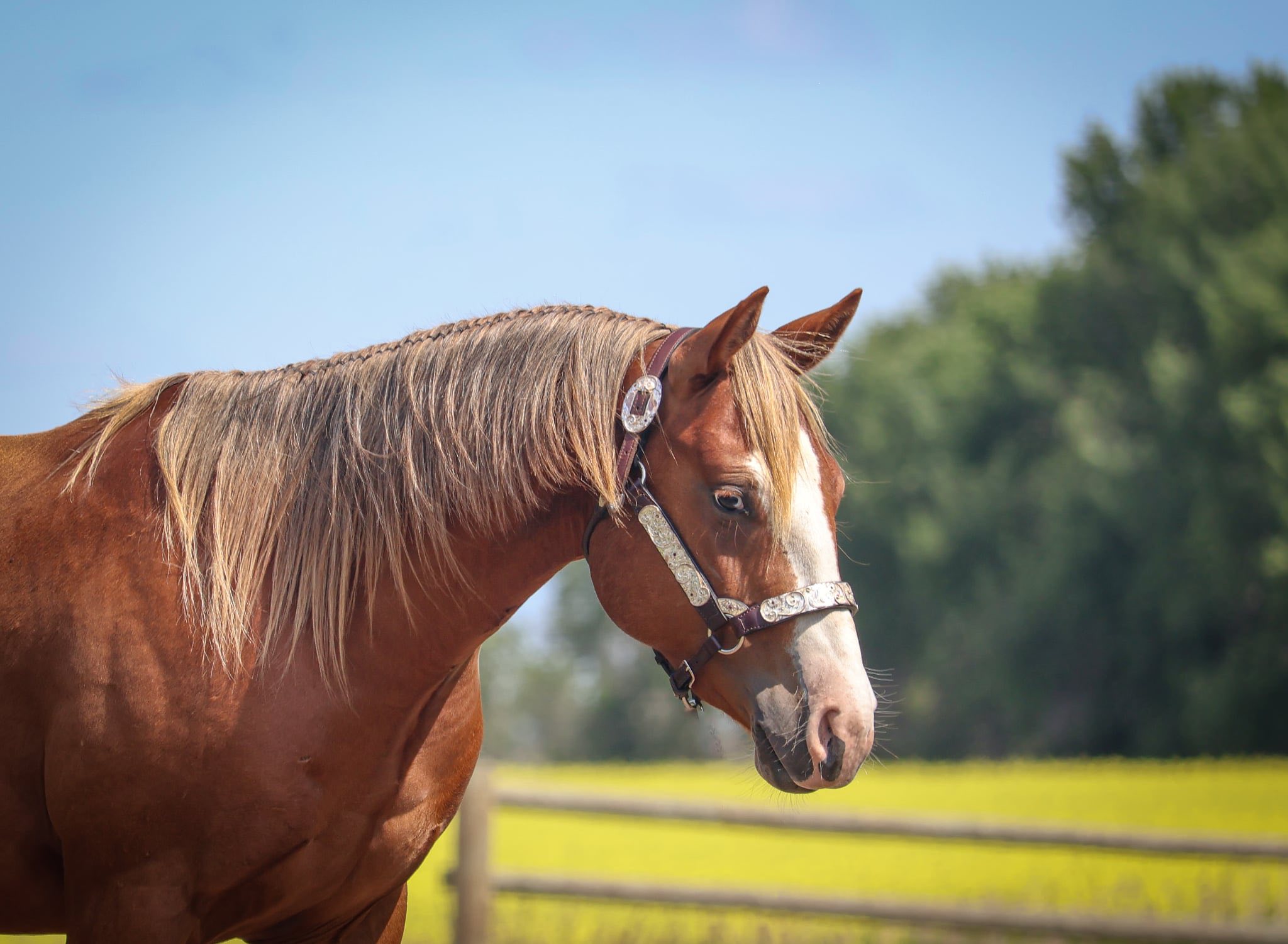 Lil Dualler - Image 2