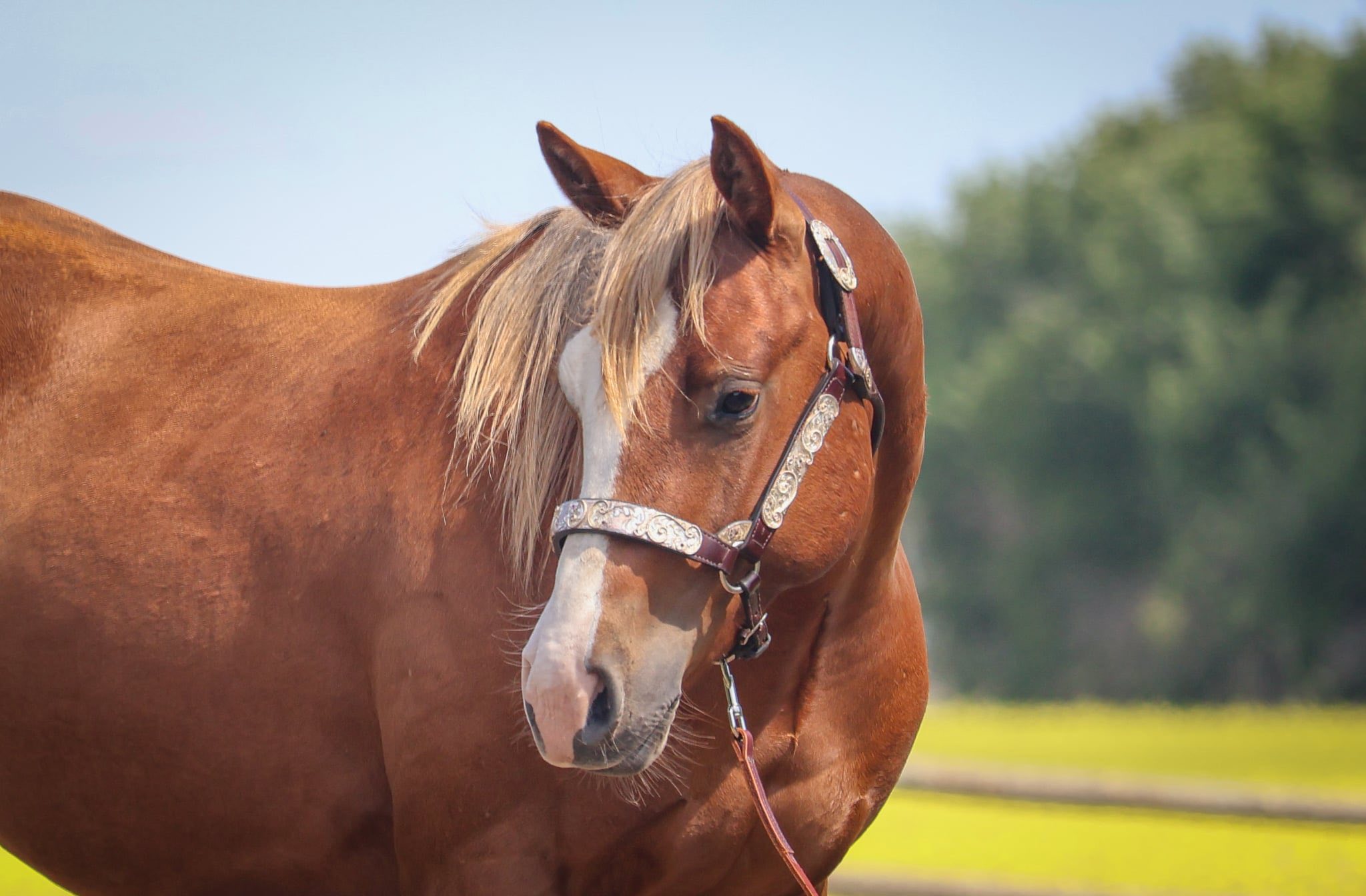 Lil Dualler - Image 7