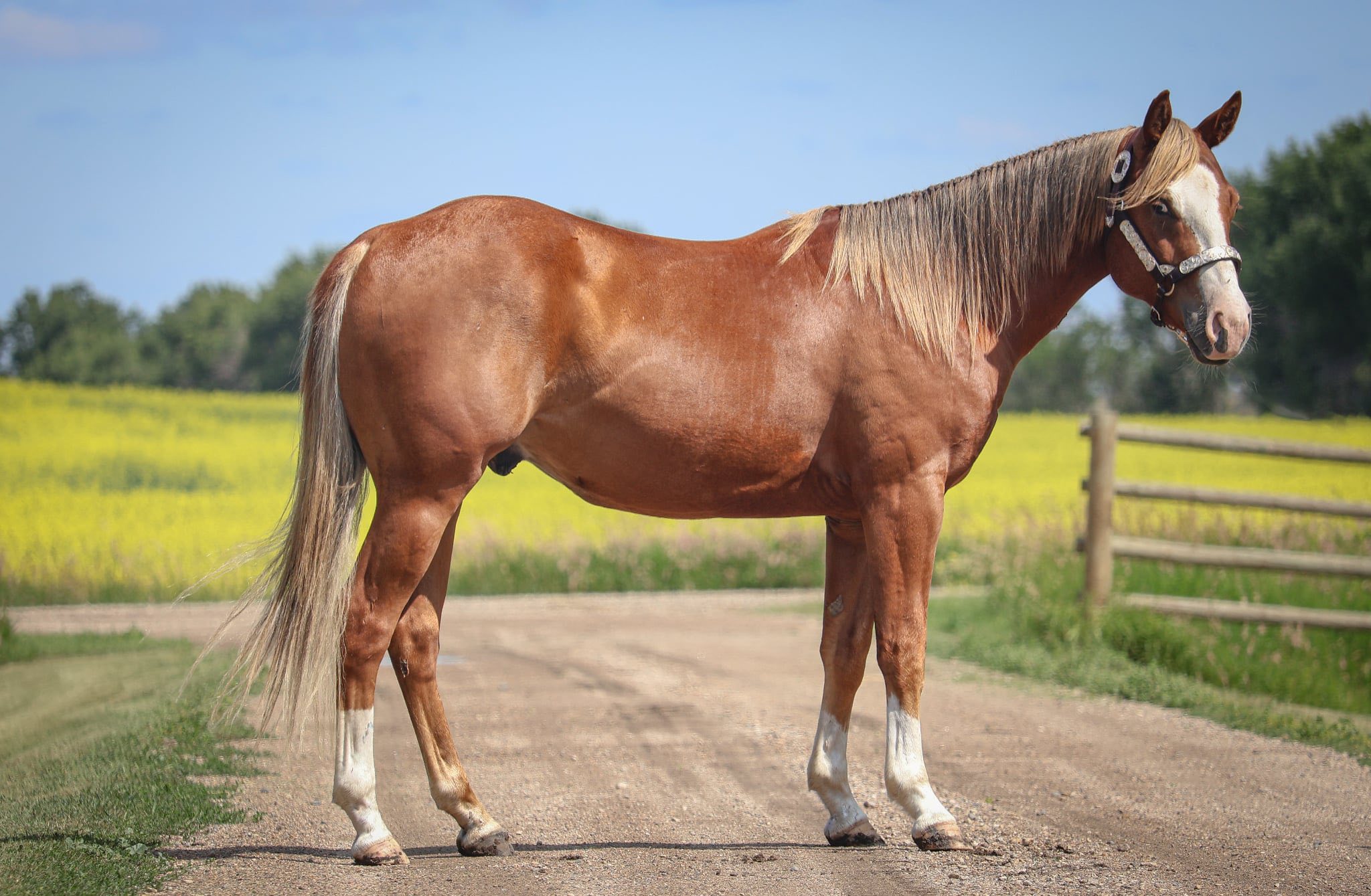 Lil Dualler - Image 9